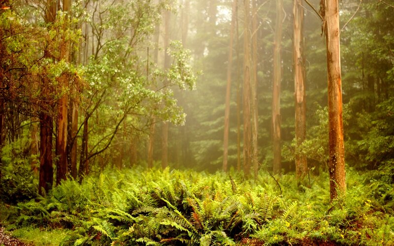 Foggy Forest with Ferns — Green