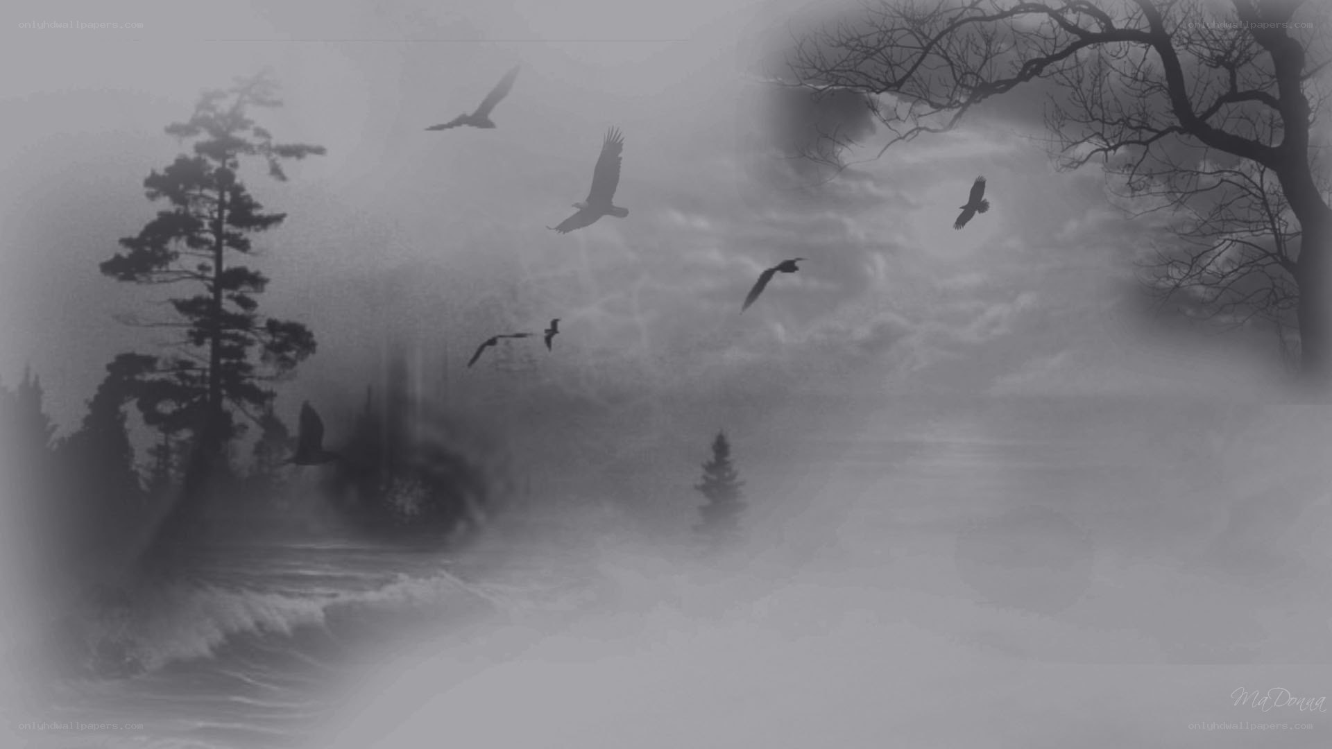 Foggy forest with flying birds