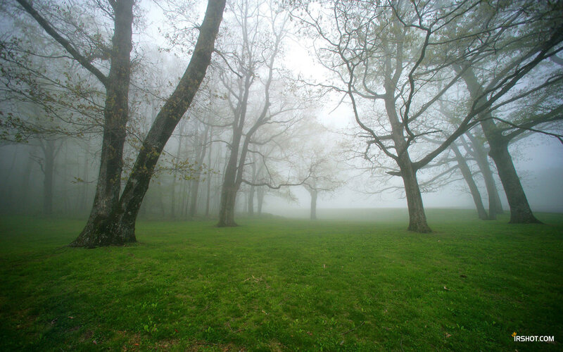 Foggy forest with green grass