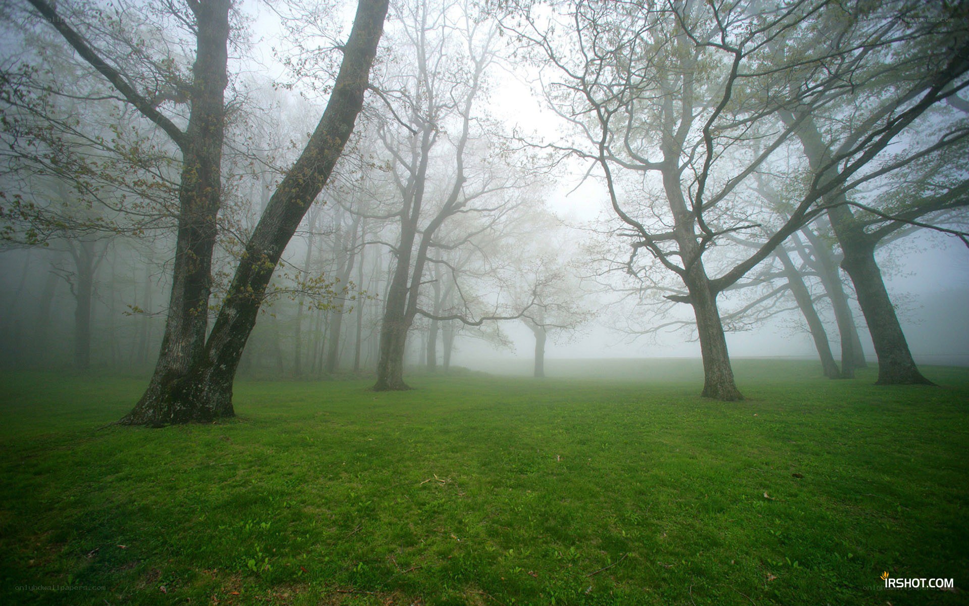 Foggy forest with green grass