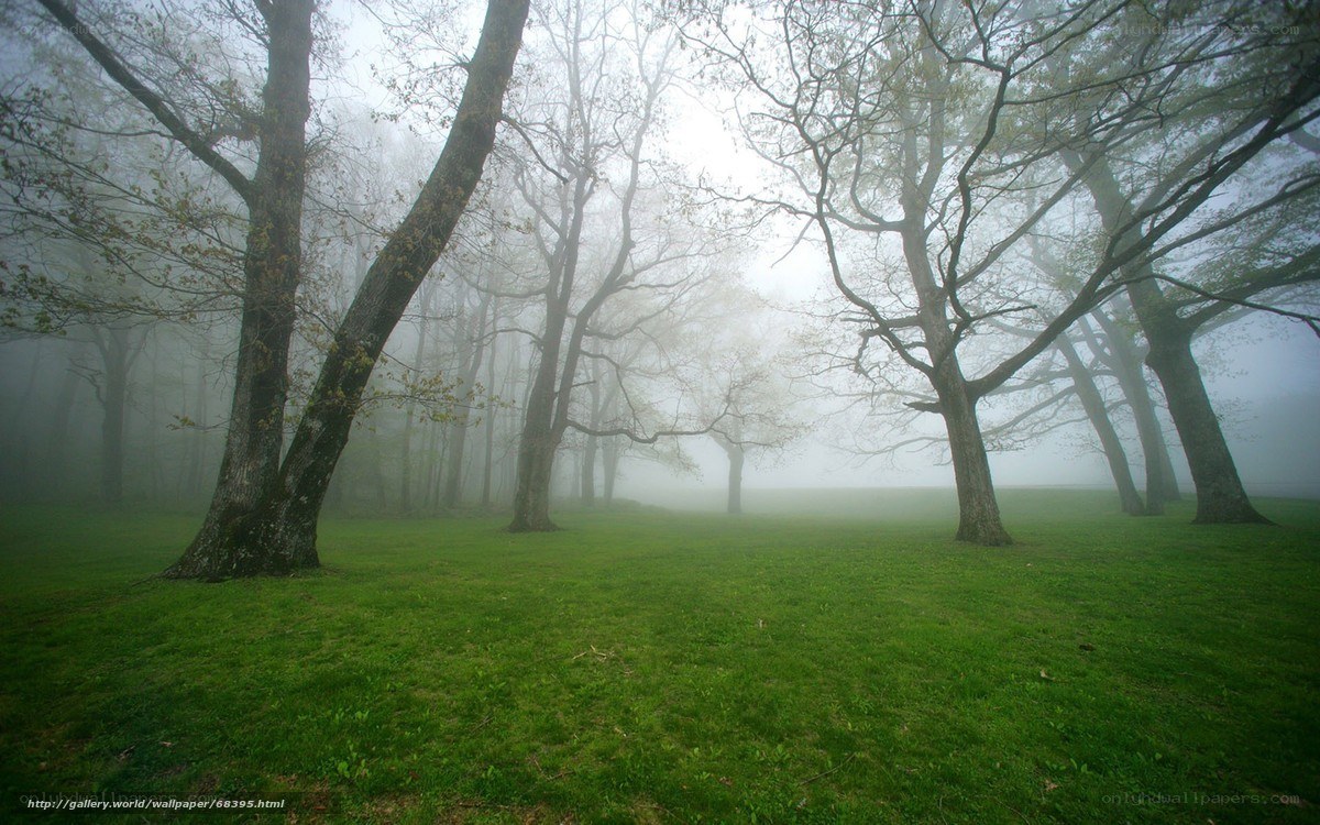 Foggy forest with green grass