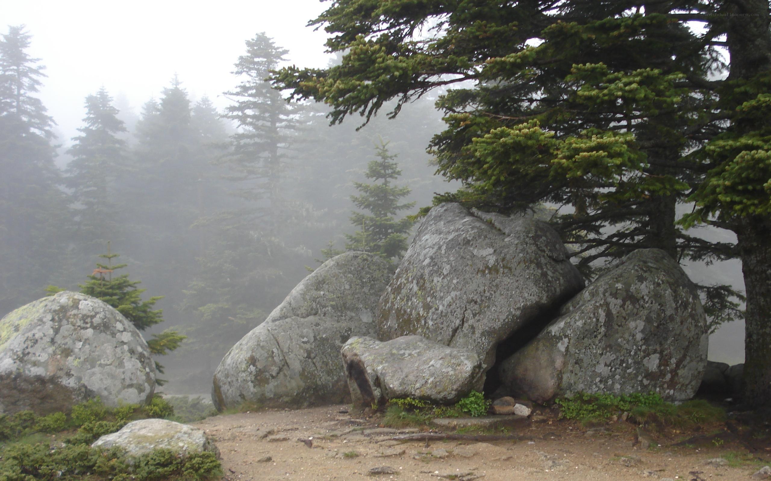 Foggy forest with large boulders