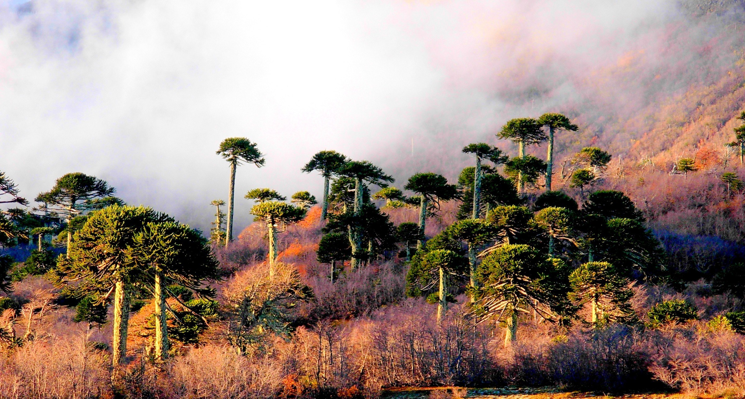 Foggy forest with monkey puzzle trees