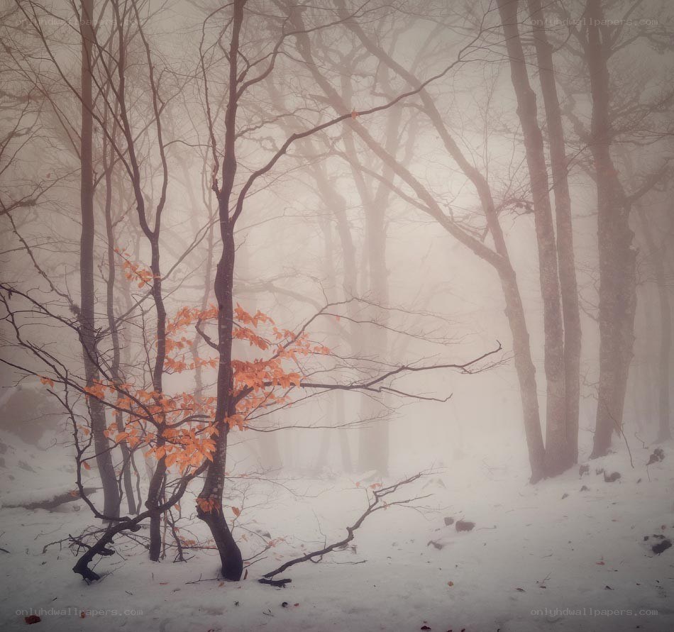 Foggy forest with orange leaves
