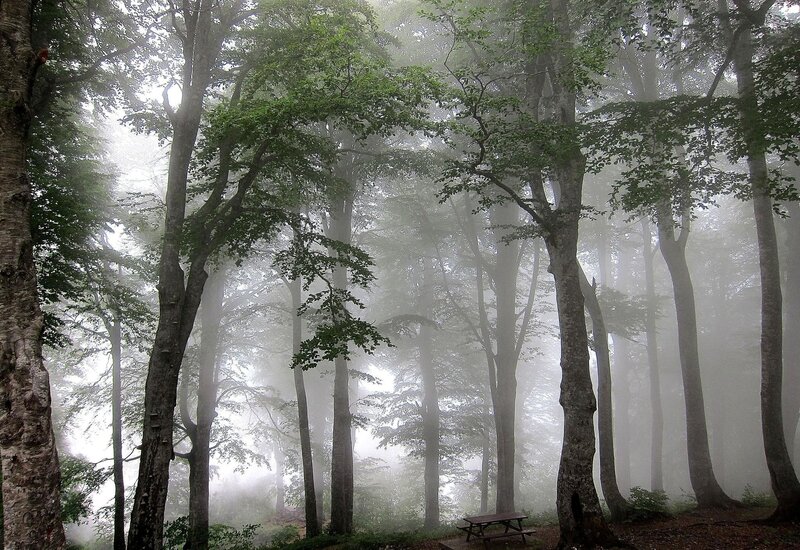 Foggy Forest with Picnic Table