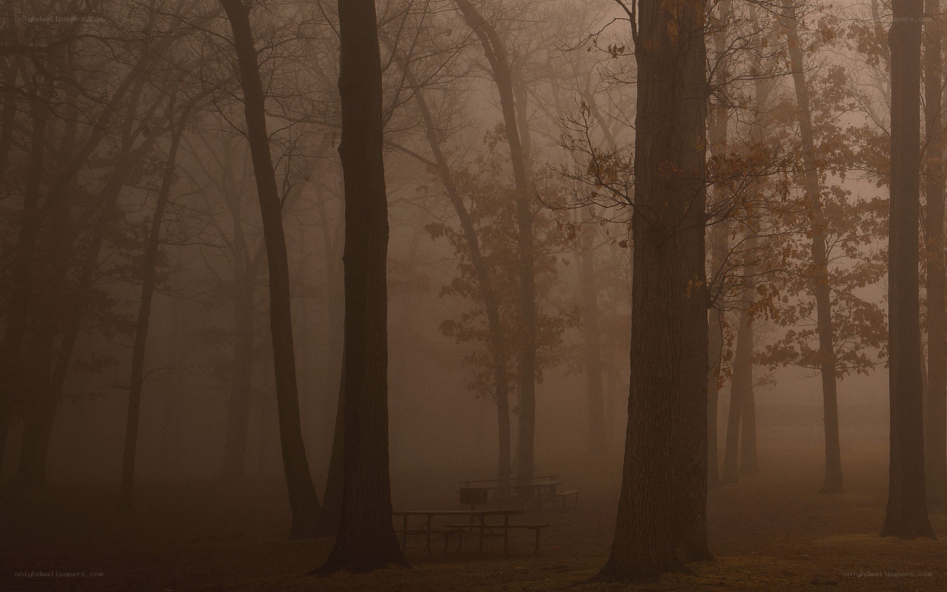 Foggy forest with picnic tables