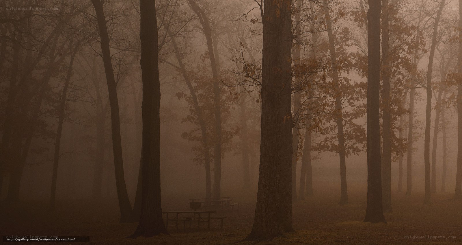 Foggy forest with picnic tables