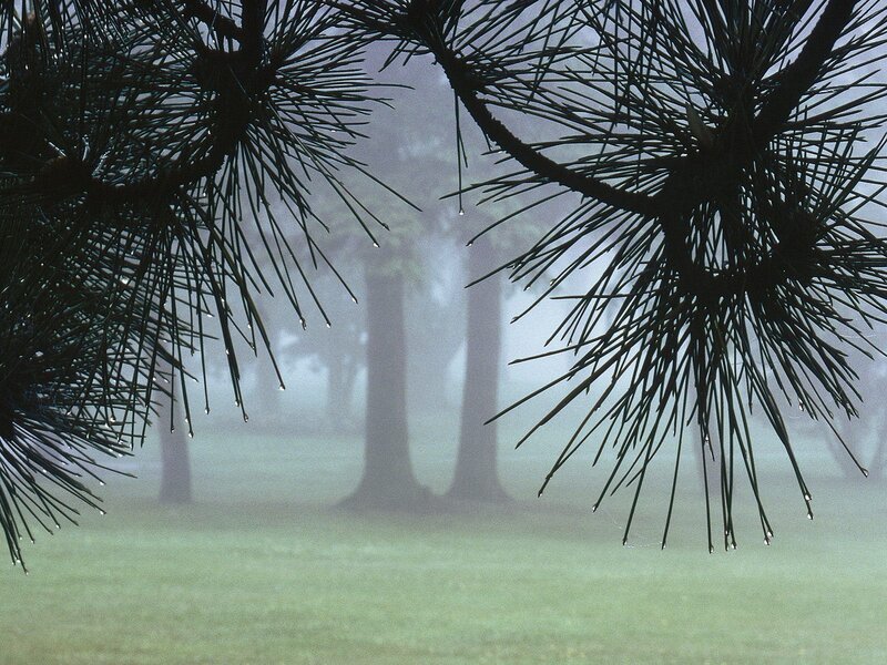 Foggy forest with pine branches