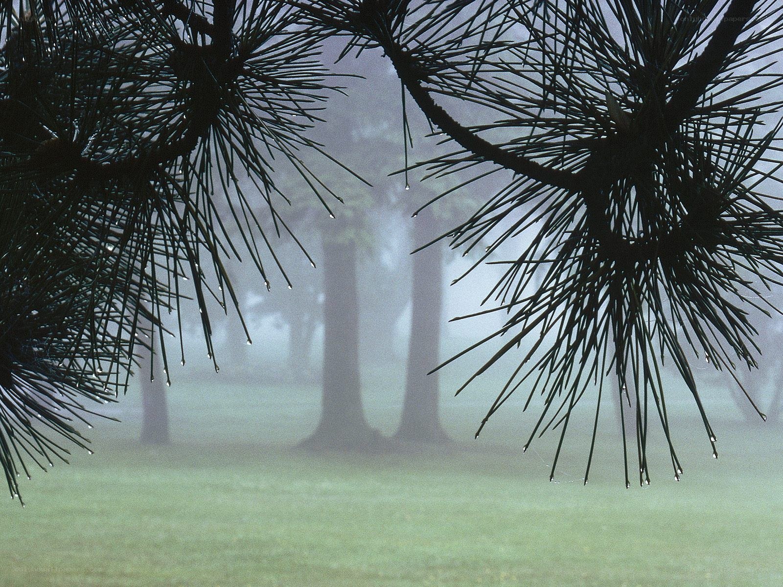 Foggy forest with pine branches