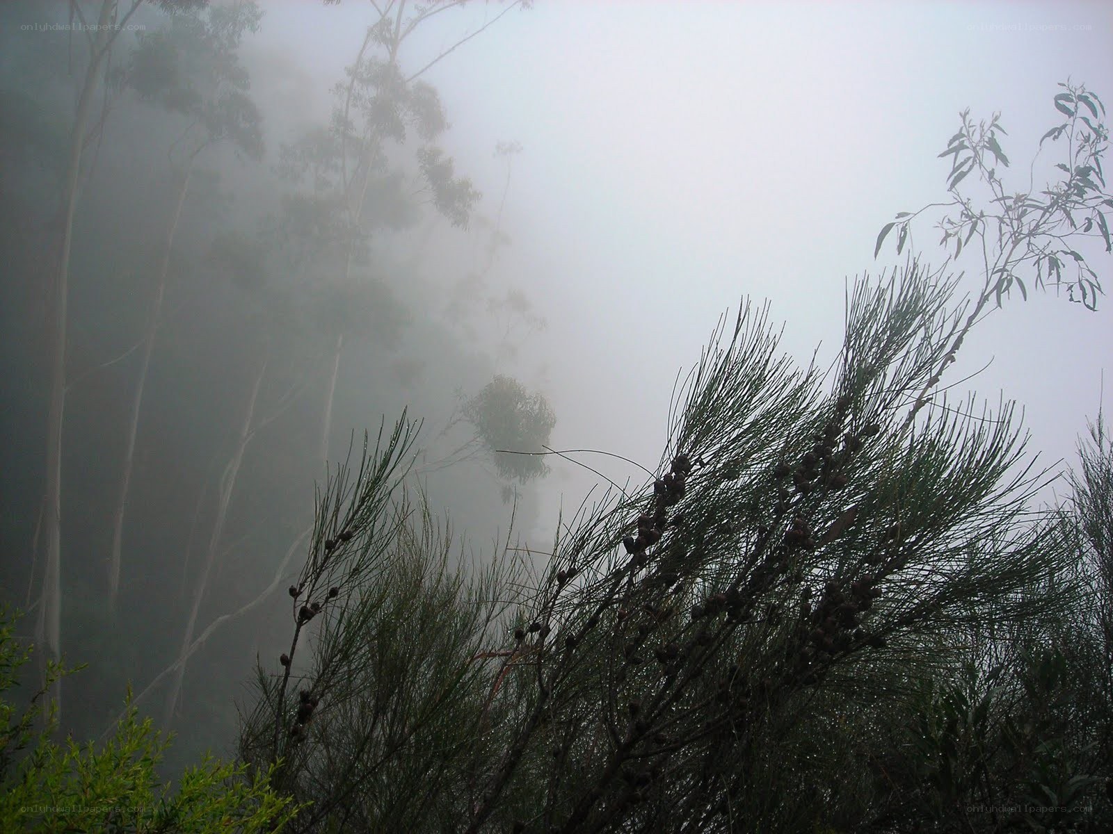 Foggy forest with pine branches