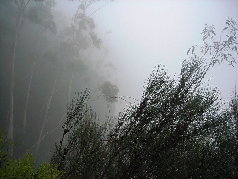 Foggy Forest with Pine