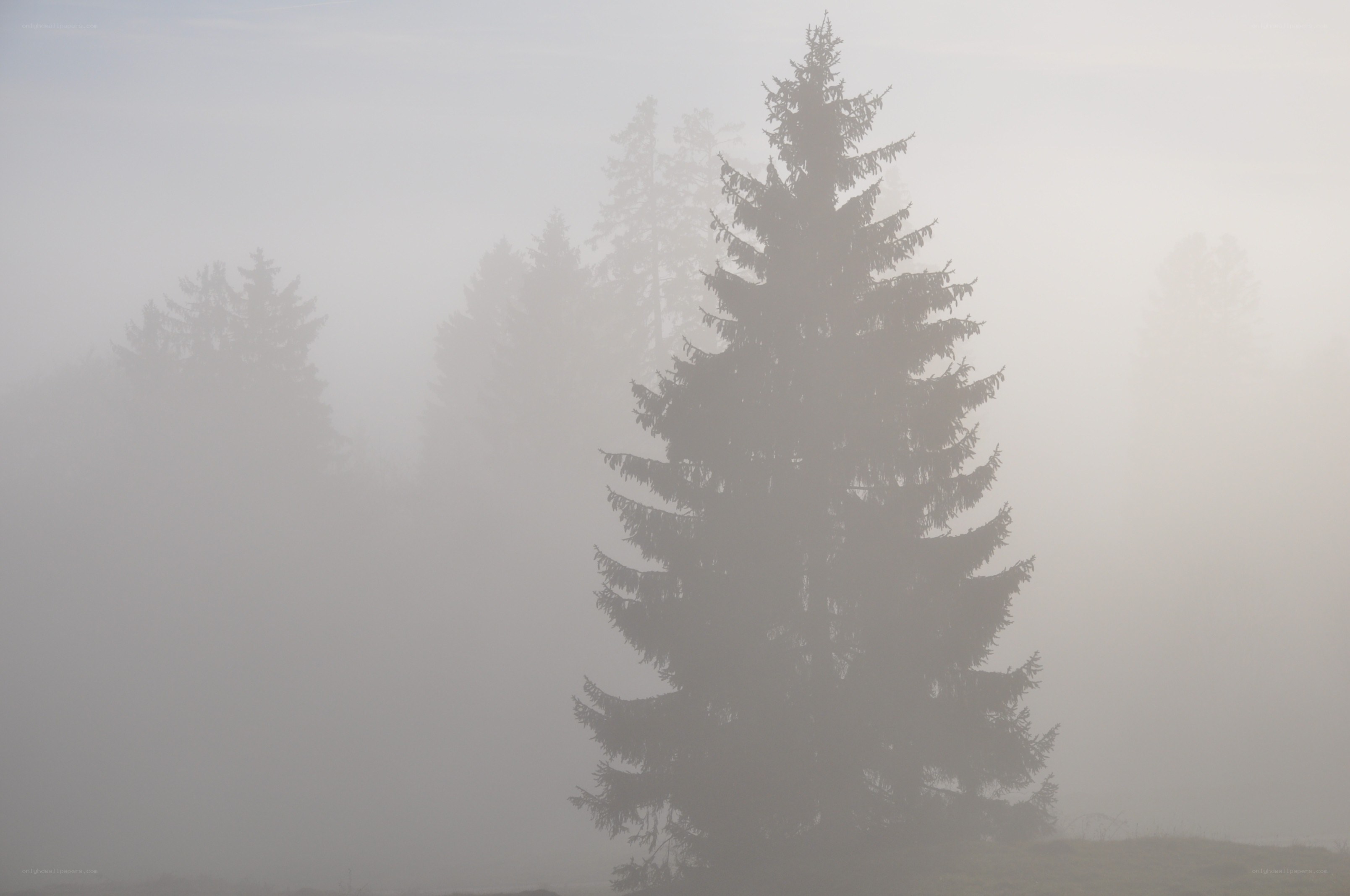 Foggy forest with pine trees