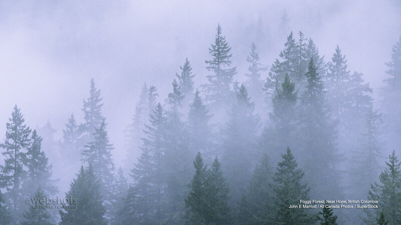 Foggy Forest with Pine Trees — Green, Misty