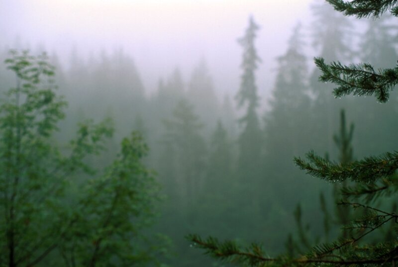 Foggy Forest with Pine Trees — Green