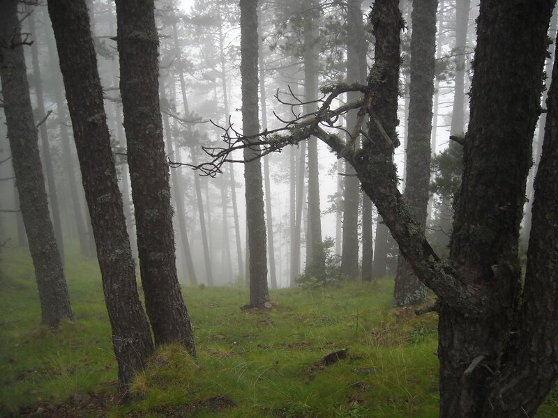 Foggy forest with pine trees