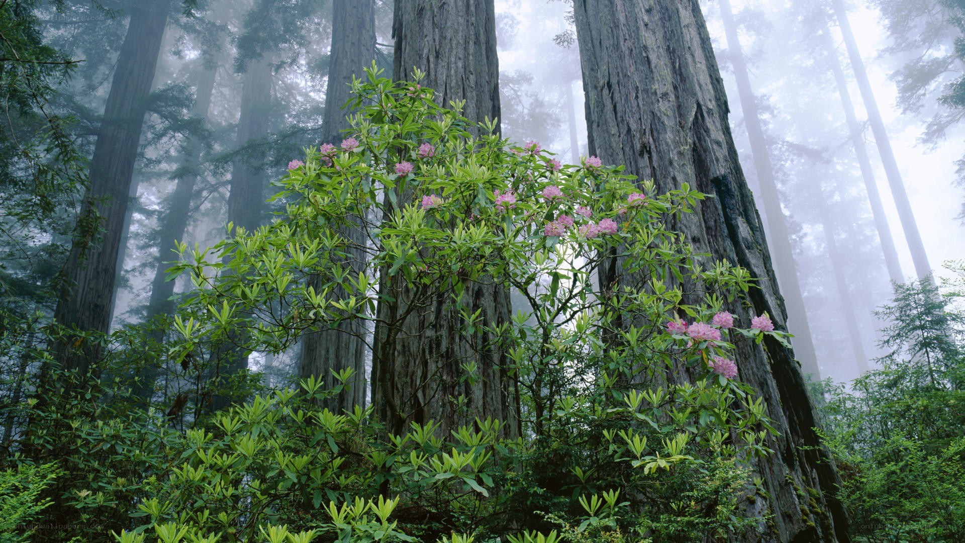 Foggy forest with pink flowers