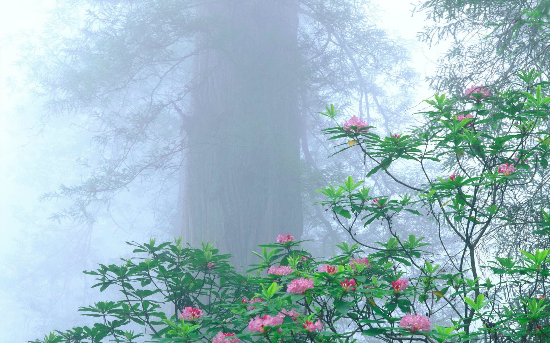 Foggy forest with pink flowers