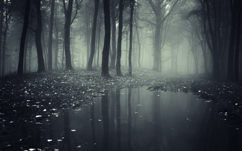 Foggy Forest with Puddle — Black