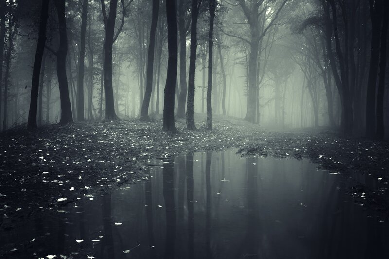 Foggy Forest with Puddle — Gray