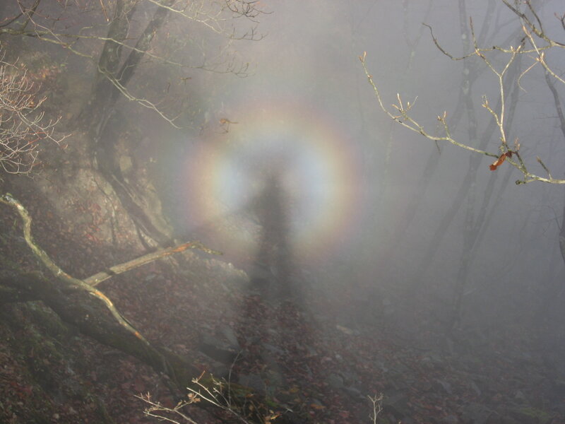 Foggy forest with rainbow halo