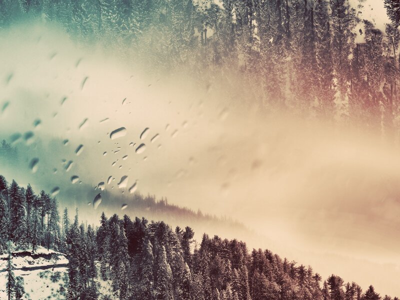 foggy forest with raindrops