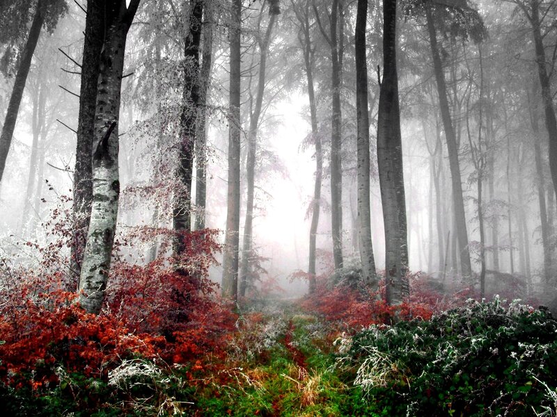 Foggy Forest with Red Bushes