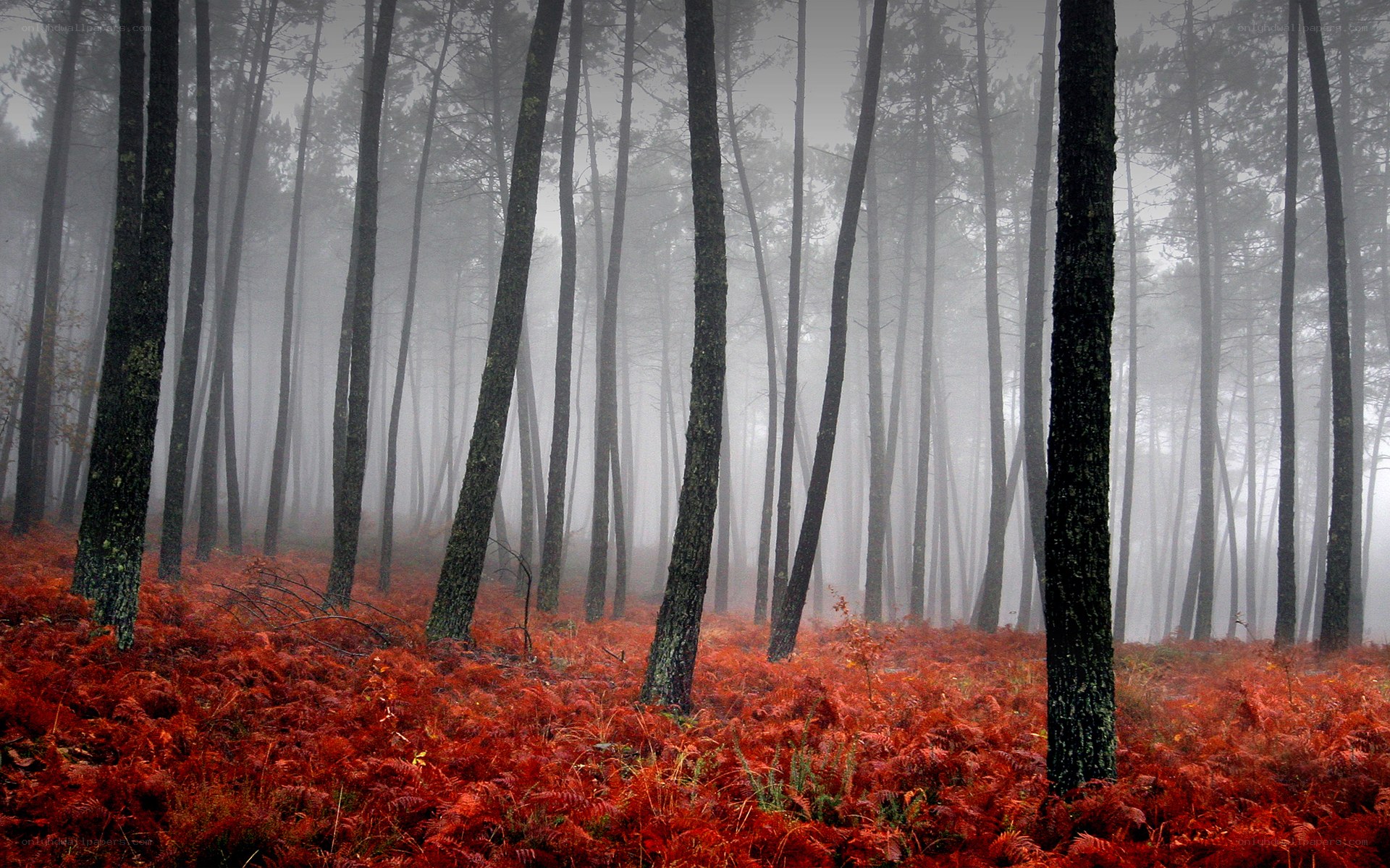 Foggy forest with red ferns