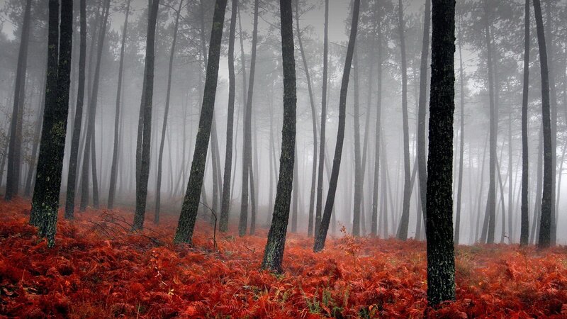 Foggy forest with red ferns