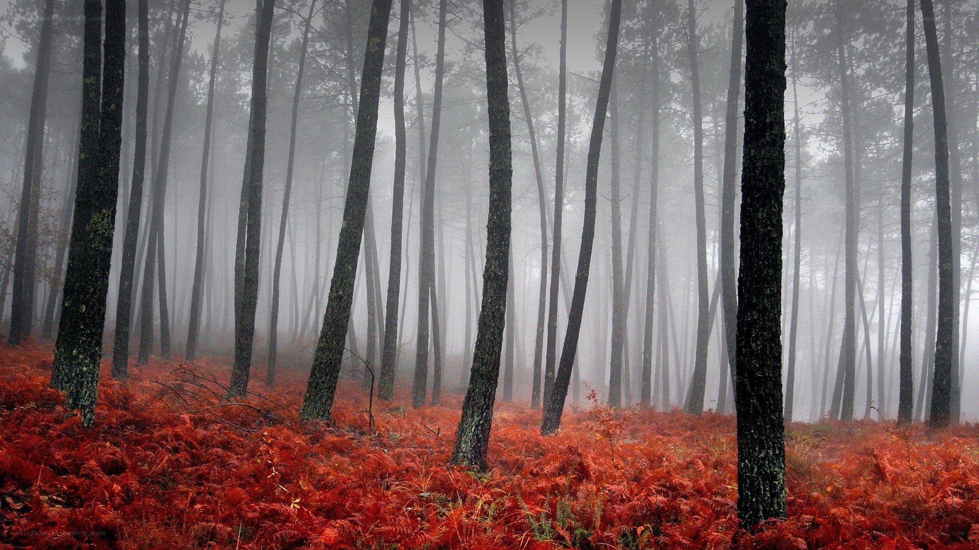 Foggy forest with red ferns