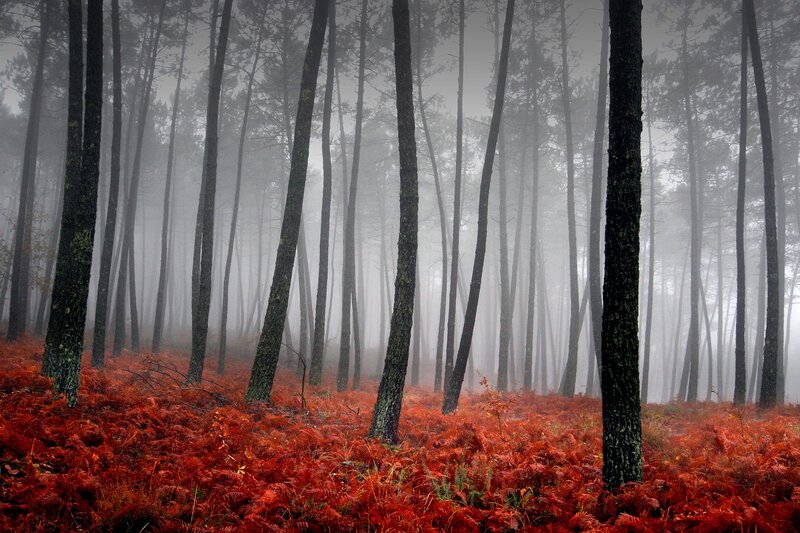 Foggy forest with red ferns