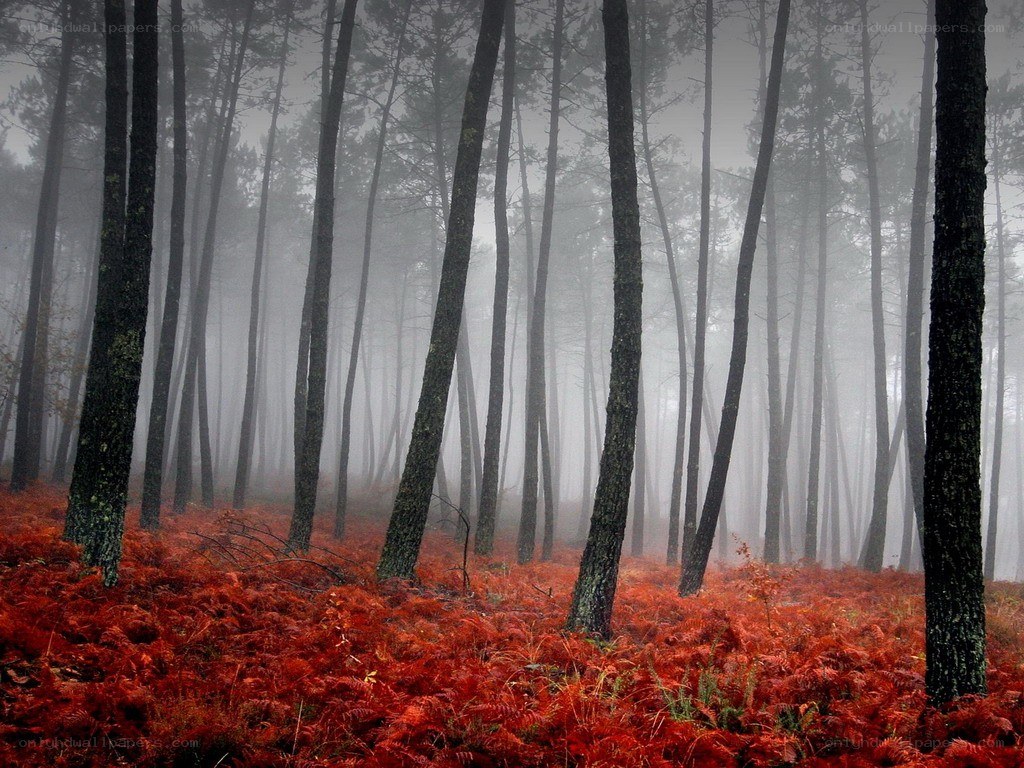 Foggy forest with red ferns