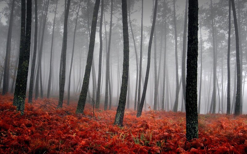 Foggy forest with red ferns