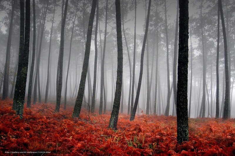 Foggy forest with red ferns