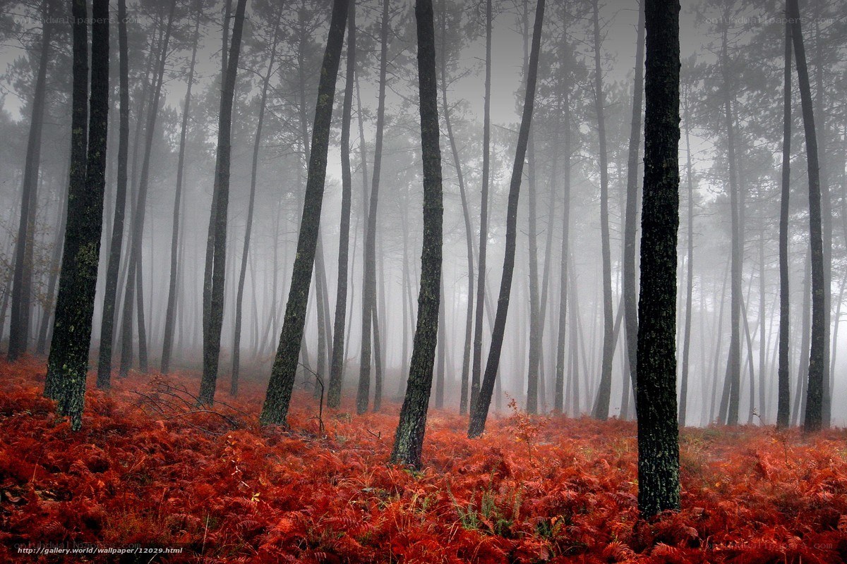Foggy forest with red ferns