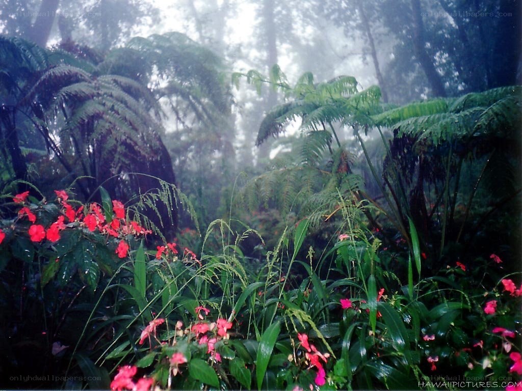 Foggy forest with red flowers