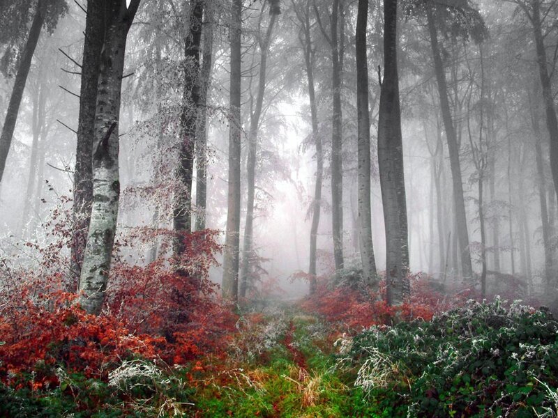 Foggy forest with red foliage