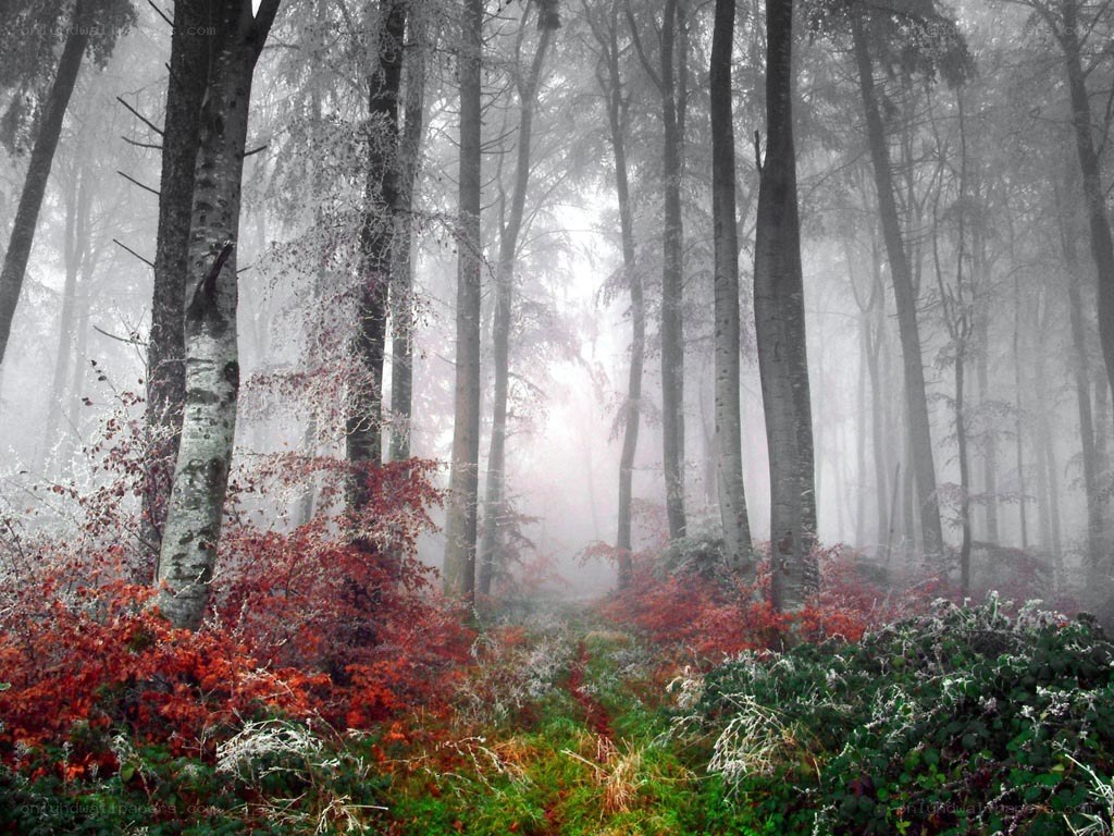 Foggy forest with red foliage