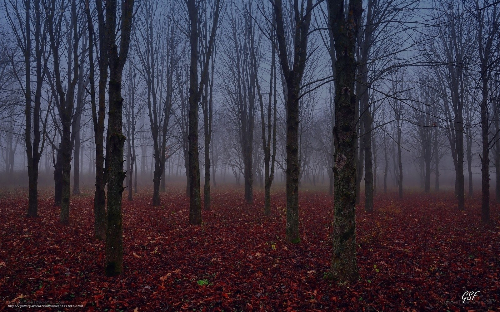 Foggy forest with red leaves