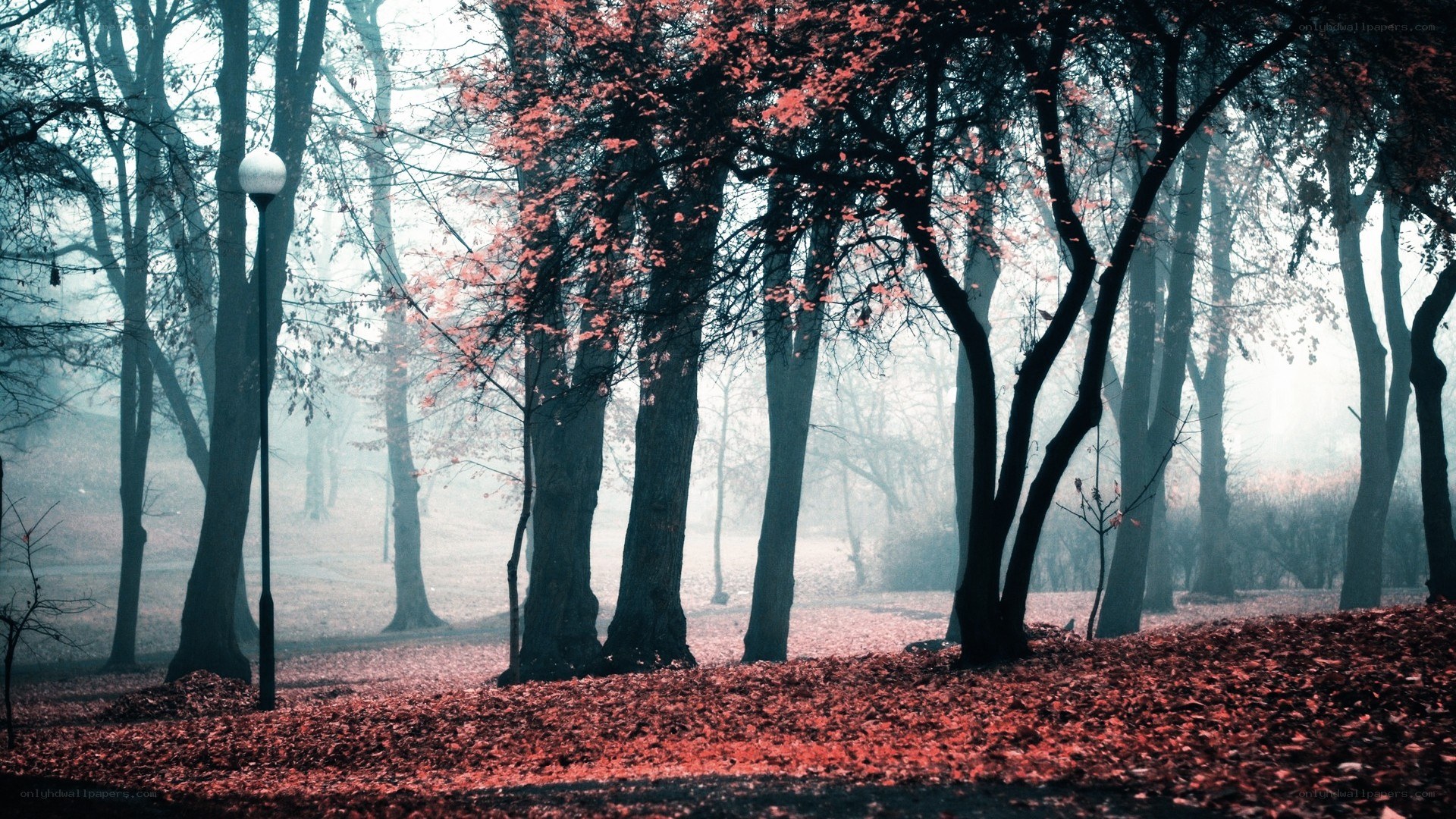 Foggy forest with red leaves
