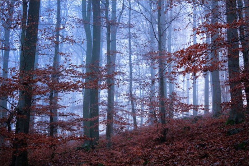Foggy forest with red leaves