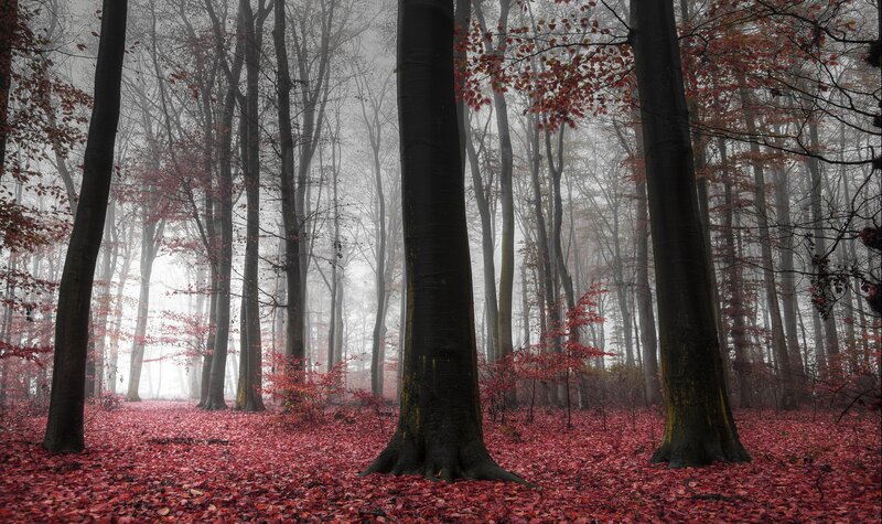 Foggy forest with red leaves