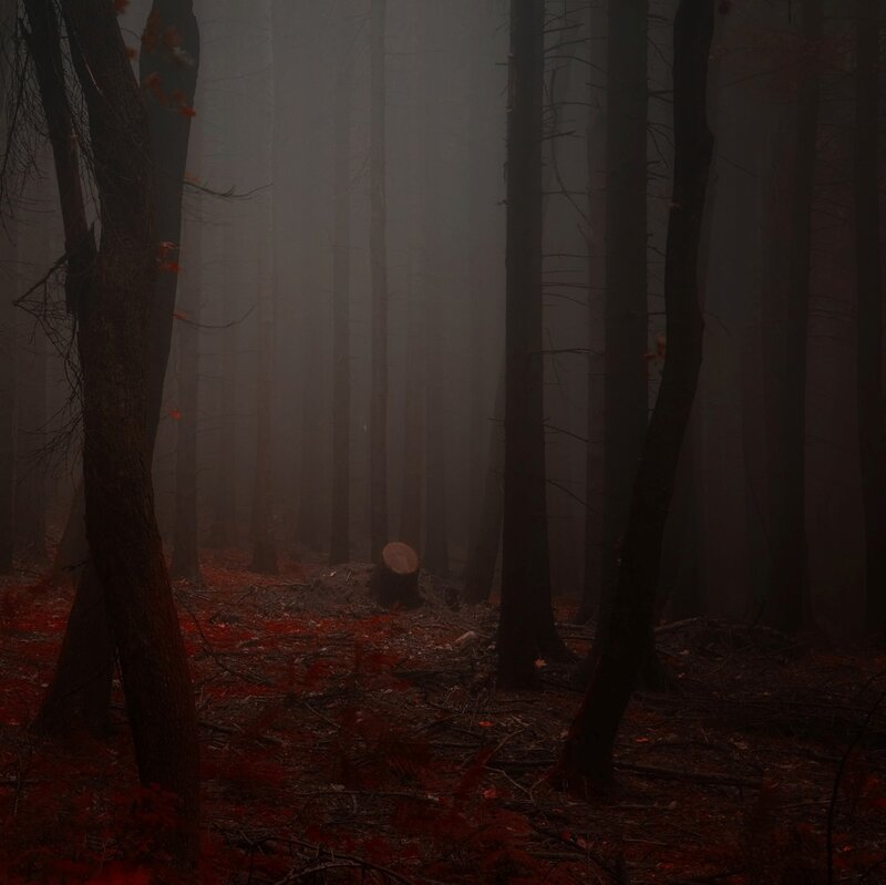 Foggy Forest with Red Leaves — Dark