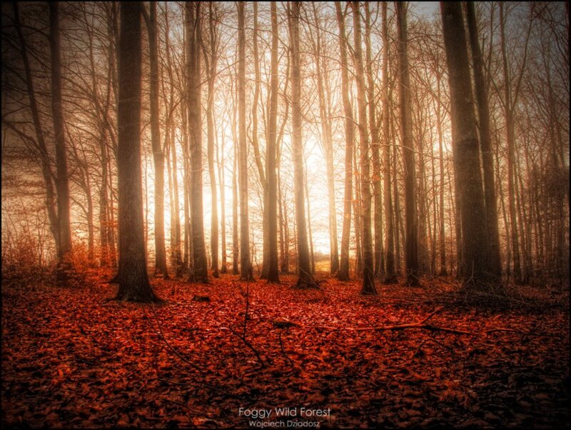Foggy Forest with Red Leaves — Serene