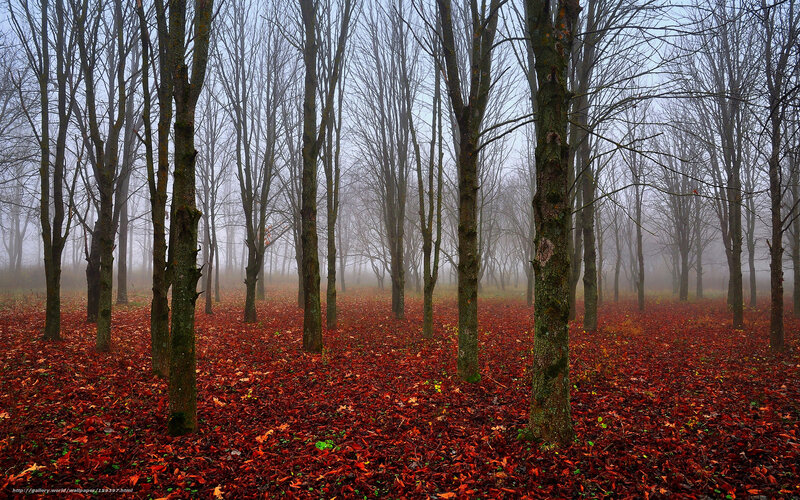 Foggy forest with red leaves