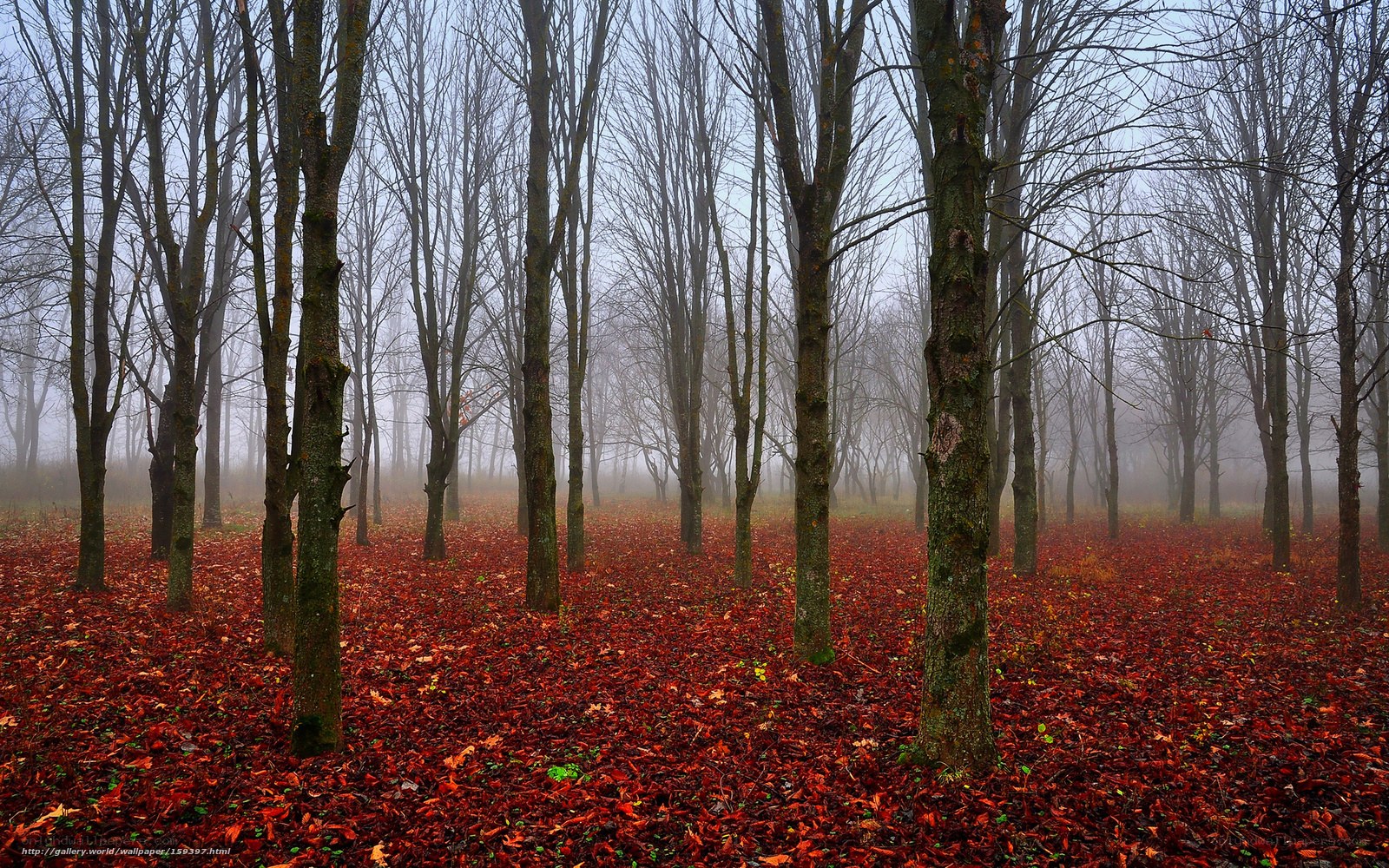 Foggy forest with red leaves
