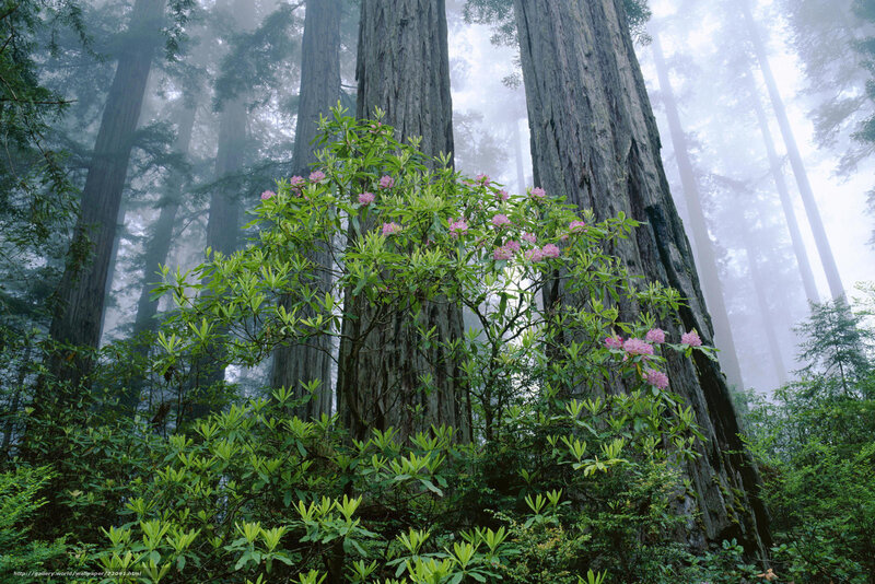 Foggy forest with redwood trees