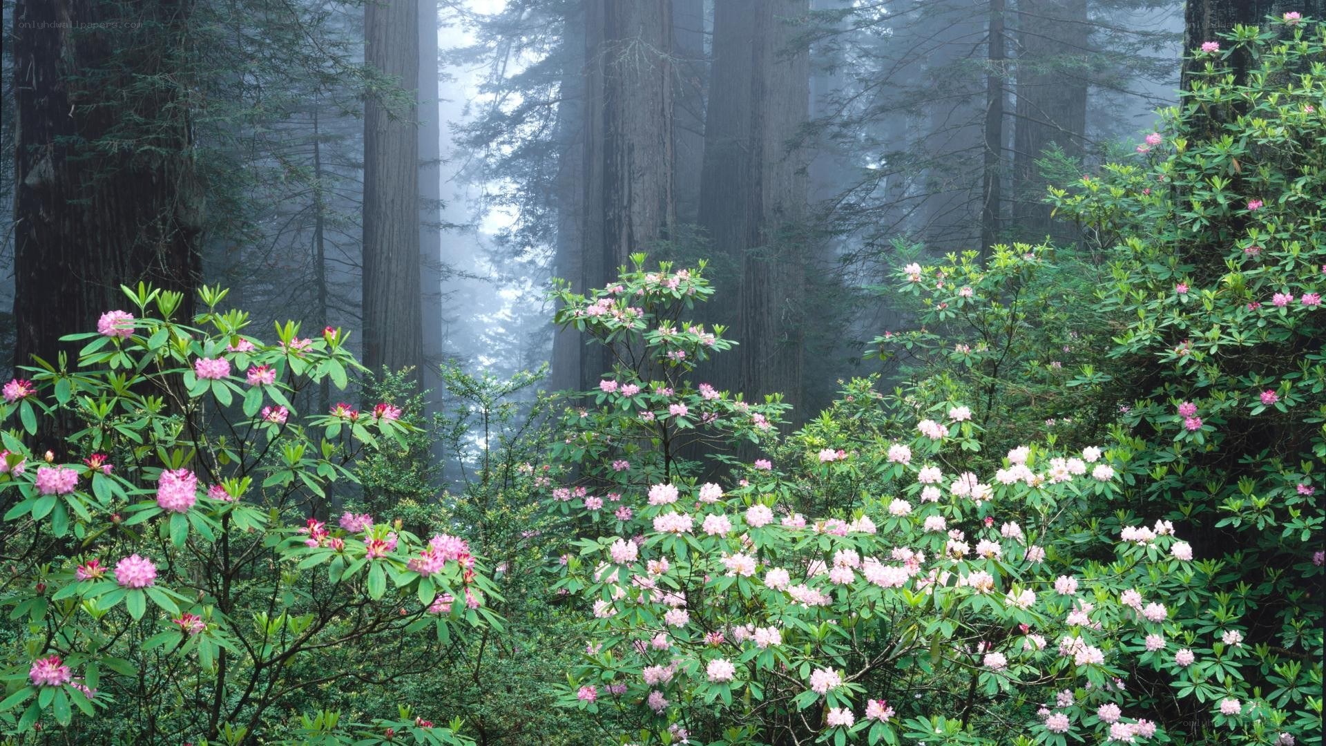 Foggy forest with rhododendrons