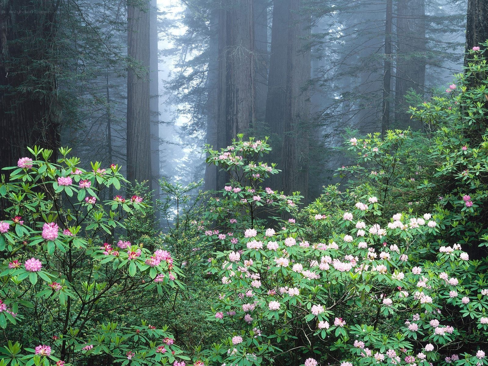Foggy forest with rhododendrons