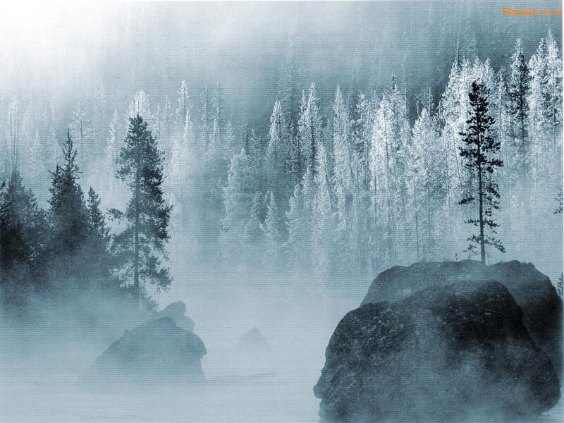 foggy forest with rocks