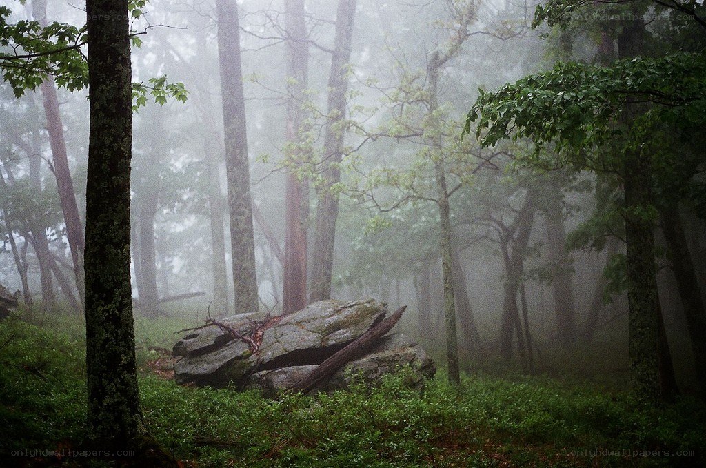 Foggy forest with rocks